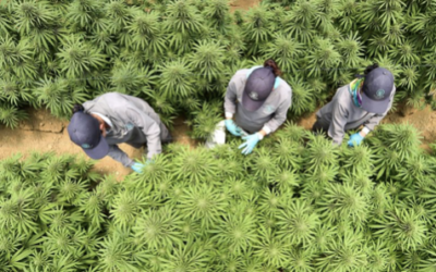With export restrictions eased, Colombia’s medical cannabis business is poised for liftoff